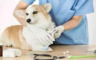 動物醫(yī)學(xué)專業(yè)