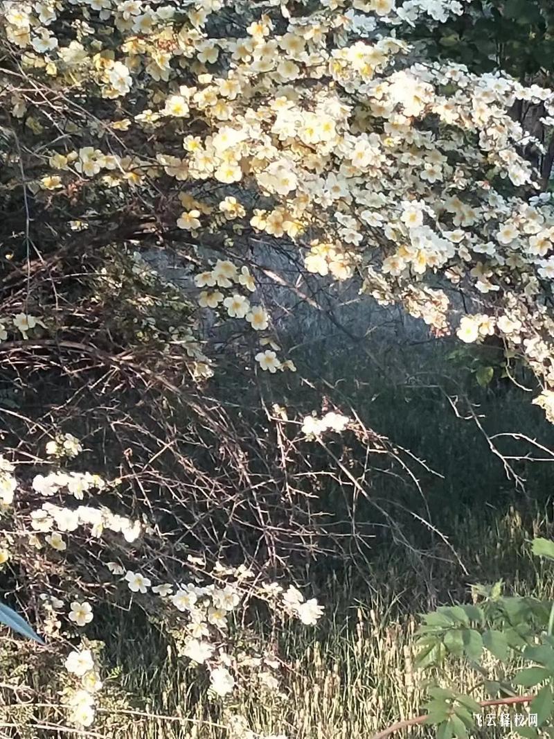 樂山市第一職業高級中學是3+3學制嗎