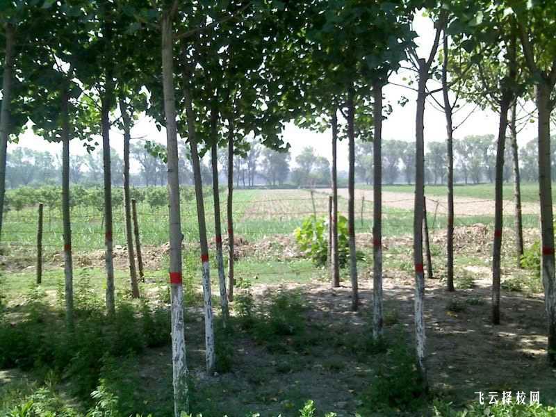 四川云吟職中是公辦嗎