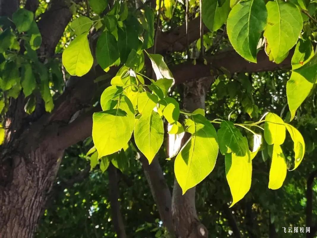 合江縣少岷職校是公辦嗎,學校好不好