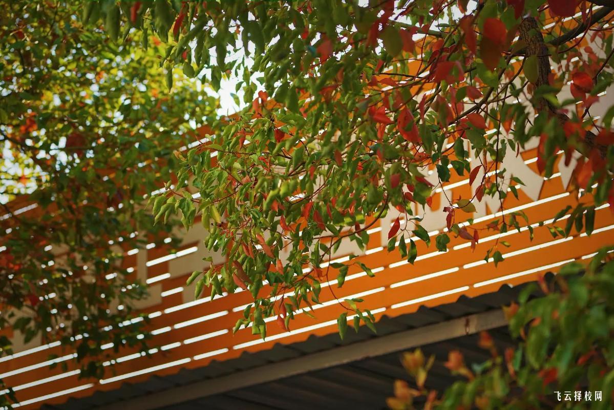 高考大專和單招大專在同一個學校嗎