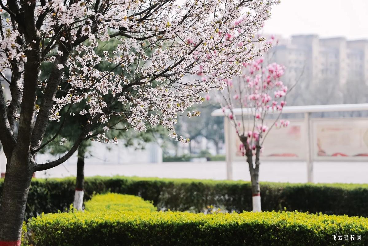 單招政策逐年變化,2025年有哪些新趨勢