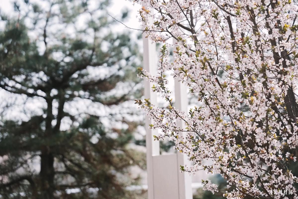 單招走德陽建院容易嗎