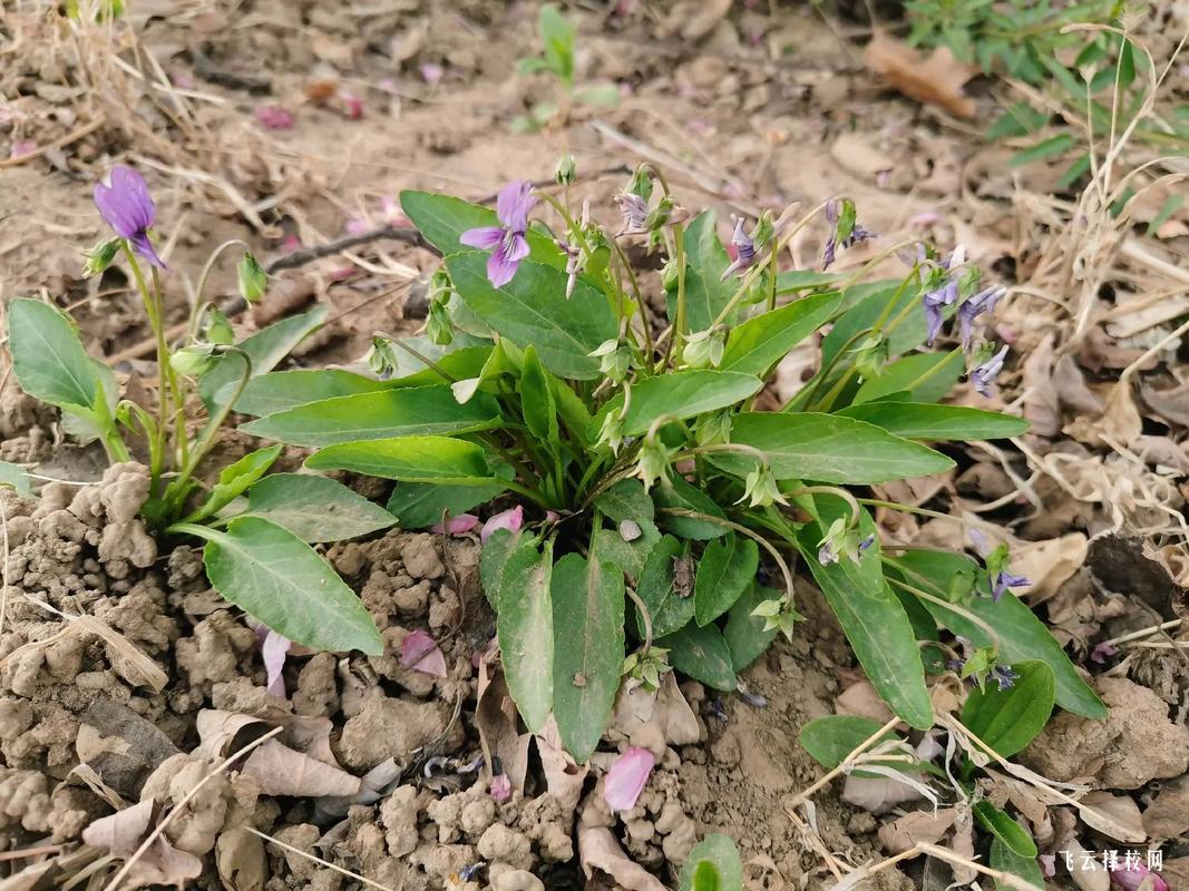 涼山州單招考試加分政策2024