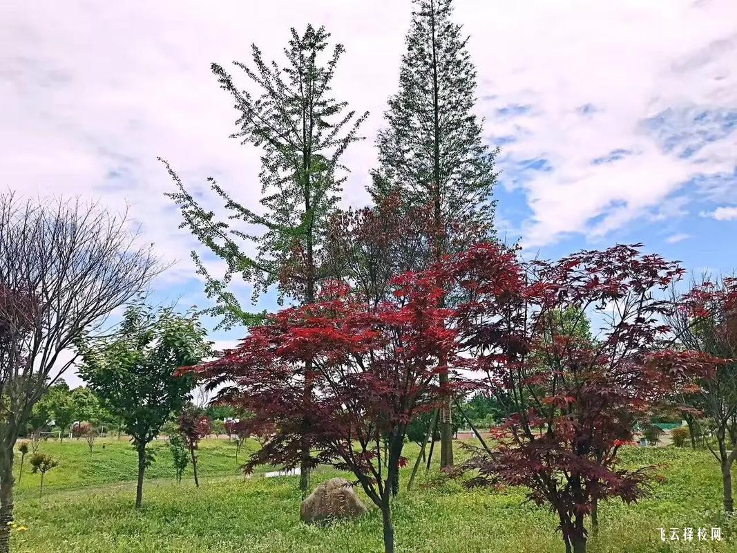 涼山州單招考試加分政策2024