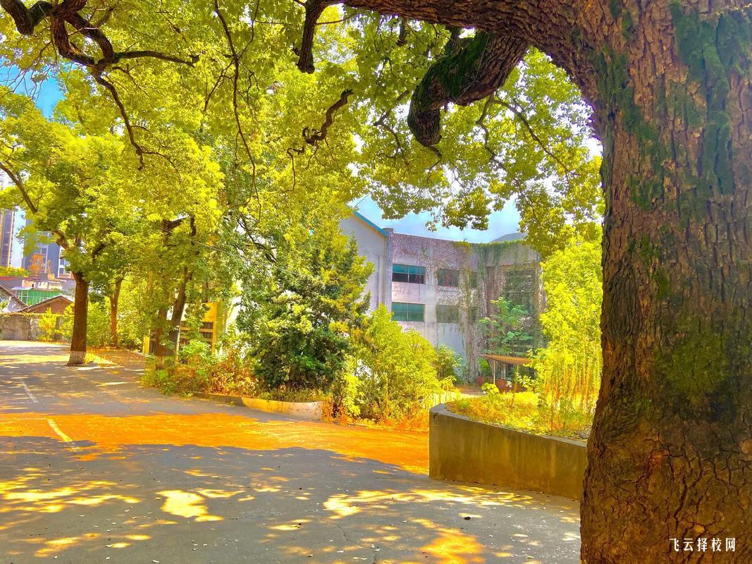 四川單招考試攻略:如何提高單招上岸率?