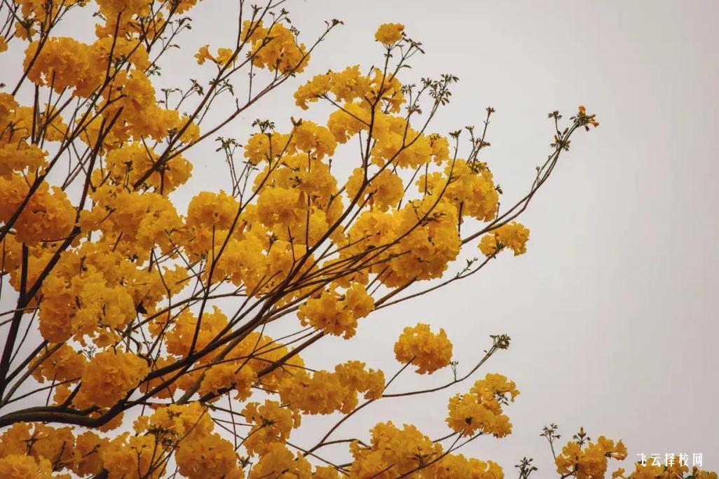 想學人工智能？四川托普計算機學校課程設置全解析